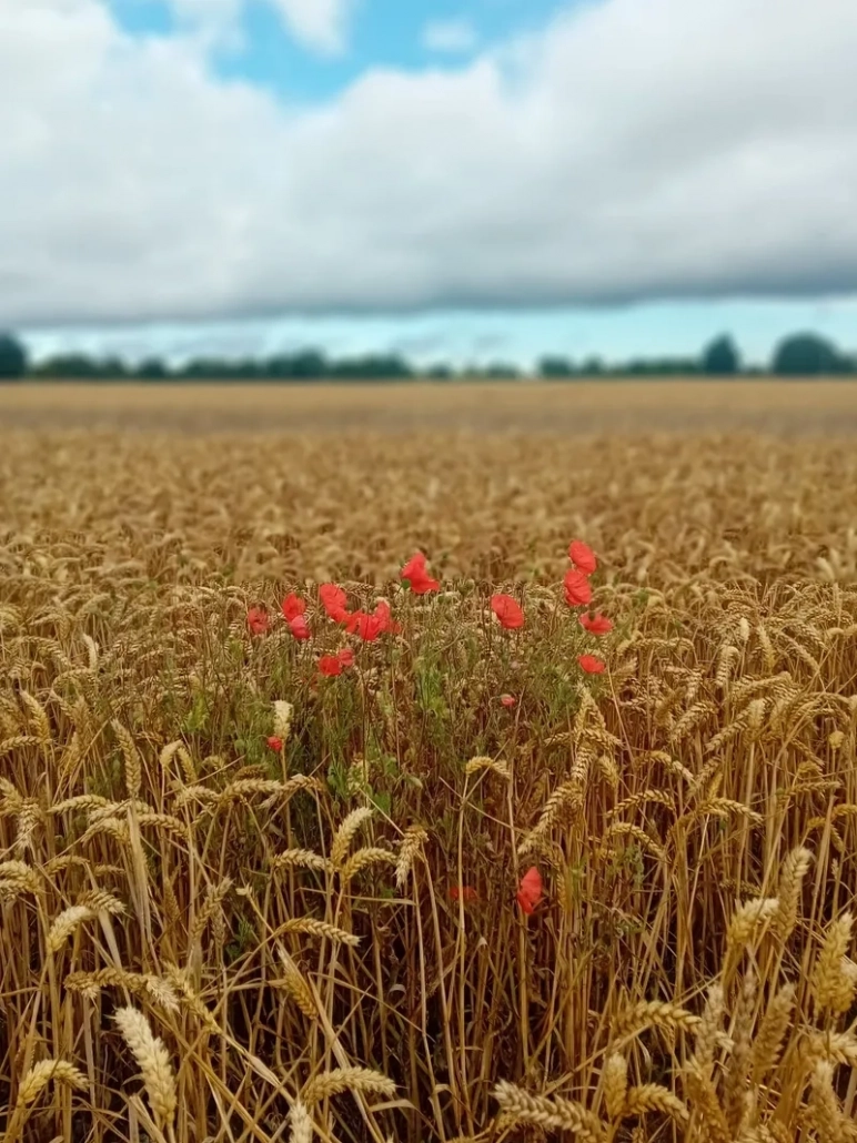 neill-wishart-counselling-south-norfolk-online-and-face-to-face-family-support